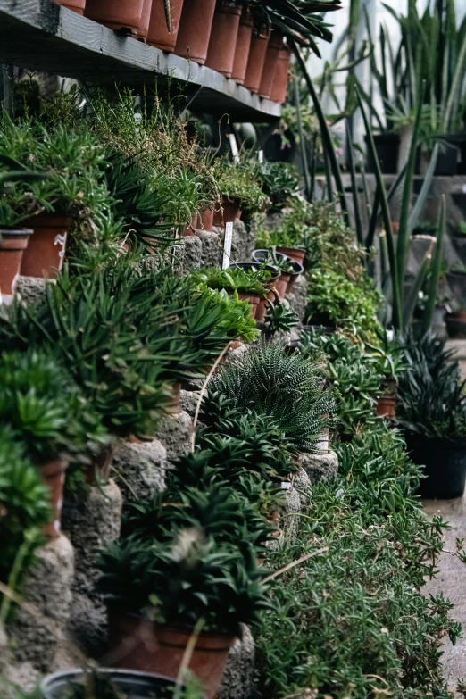 many potted plants and small trees on a wall