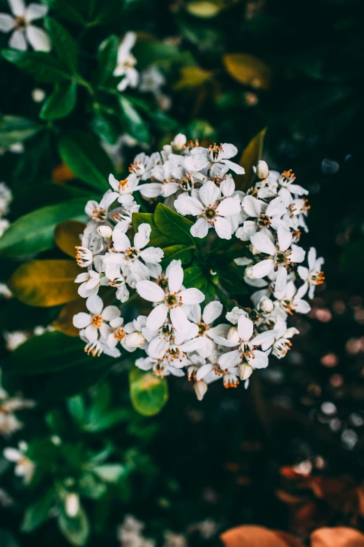 a bunch of white flowers growing on top of grass