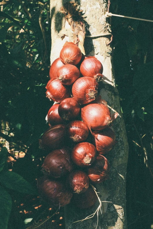 an image of many onions growing on a tree