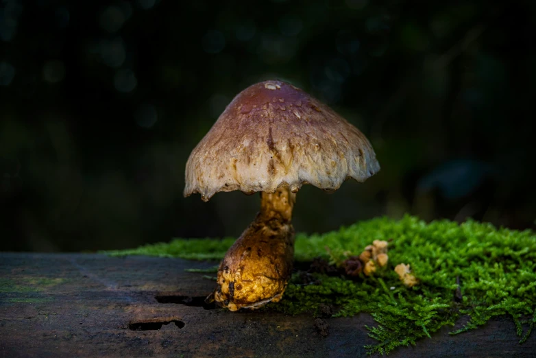 a brown mushroom sitting on a moss covered floor