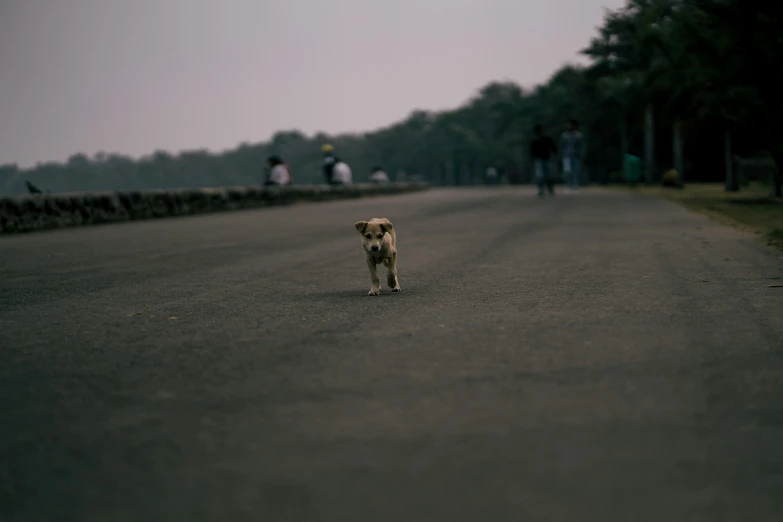 a small dog is walking across a long road