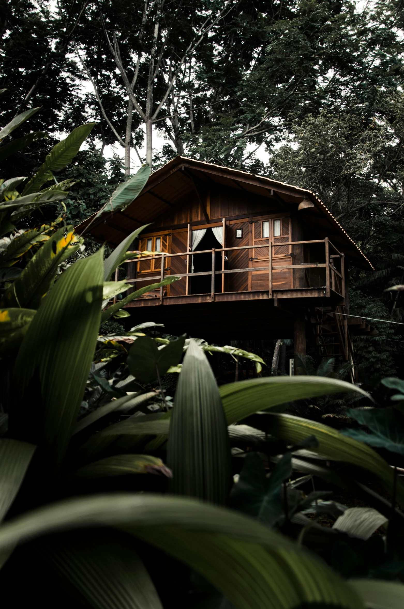 the cabin is surrounded by tall, leafy green foliage