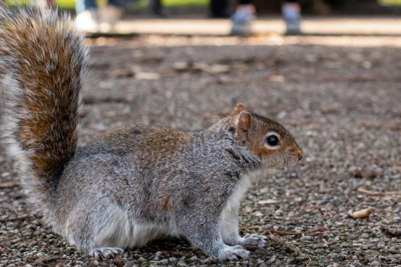 a squirrel sitting on the ground in a park