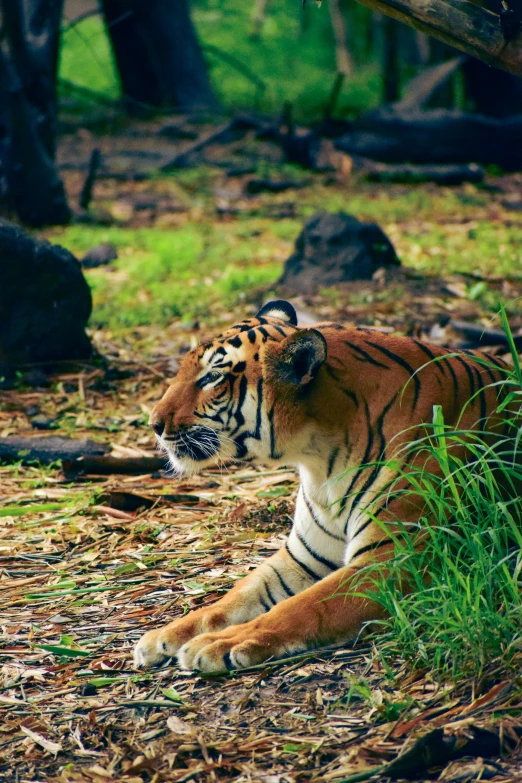 a tiger lying in the forest next to some rocks