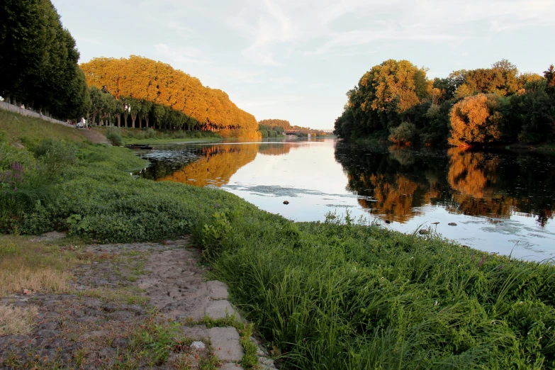 a grassy path between a river bank and forest