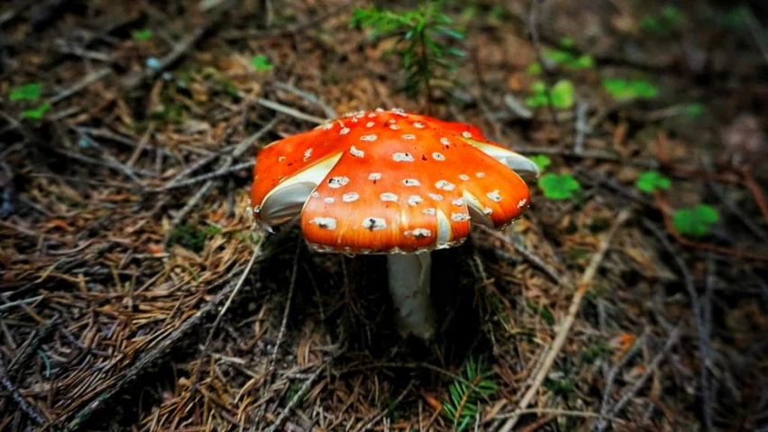 a orange mushroom sitting on the ground surrounded by pine needles