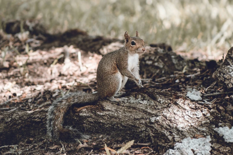 a squirrel sitting on top of a tree stump