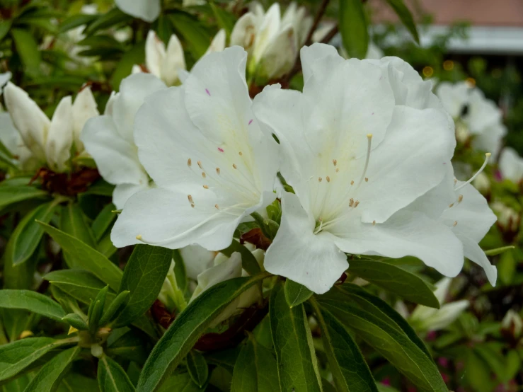 white flowers in front of some green leaves