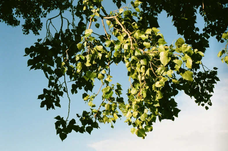 a green nch of a tree and the sky