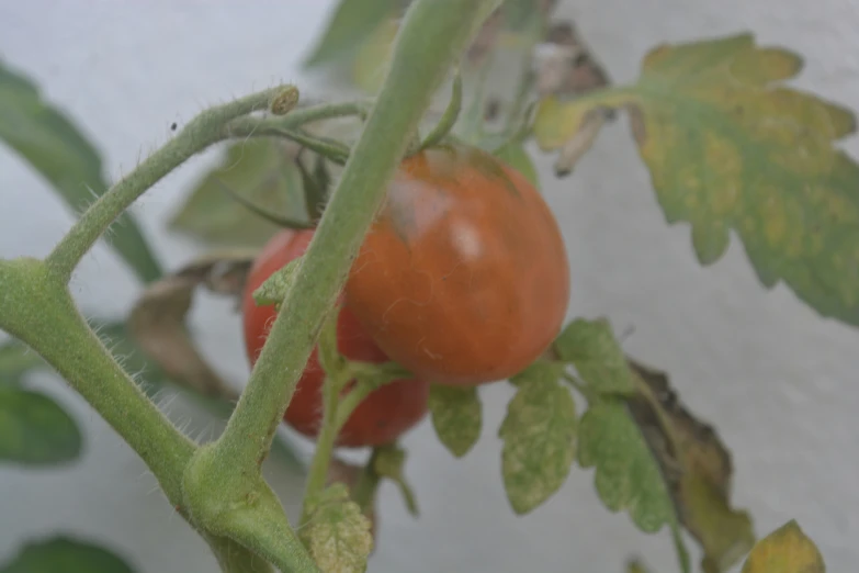 a close up of a nch with a tomato on it