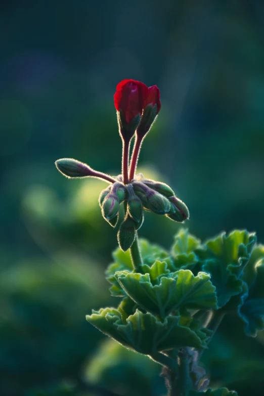 the single red flower is growing in the green bush