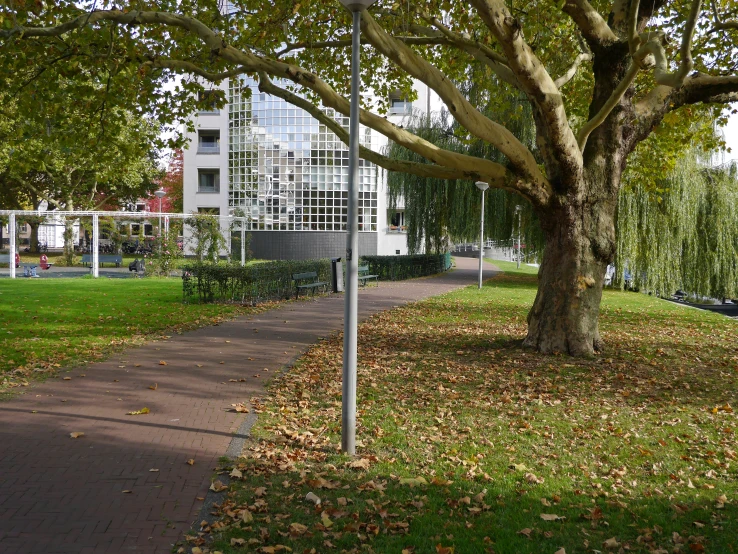 the trees on the sidewalk are changing colors