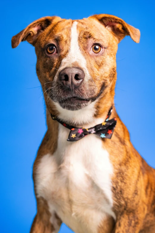 a dog with a polka dot bow tie looking into the camera