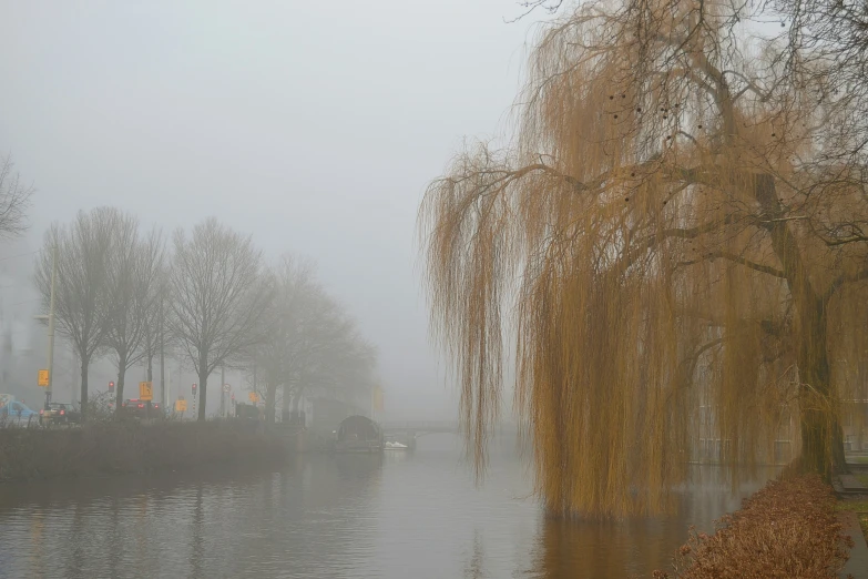 an image of foggy day with water and trees