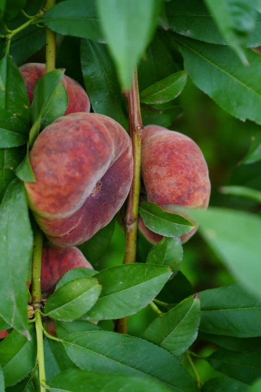 a tree with several uncut fruit on it