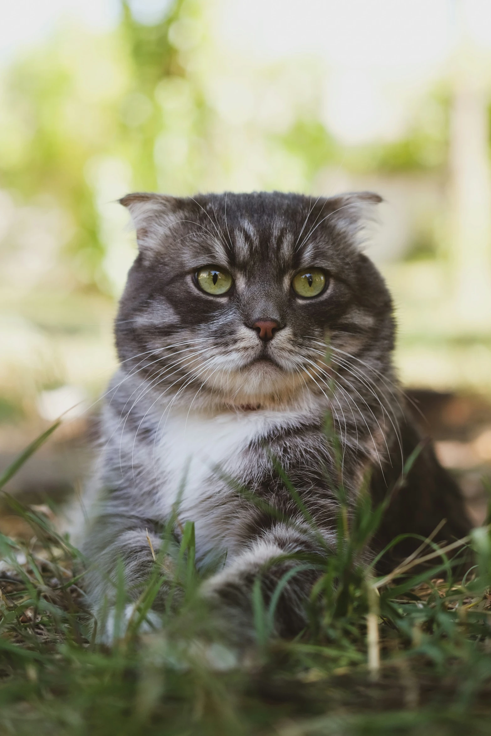 a cat is sitting in the grass looking to the left