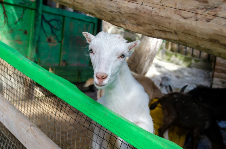 the goat is staring into the camera through the fence