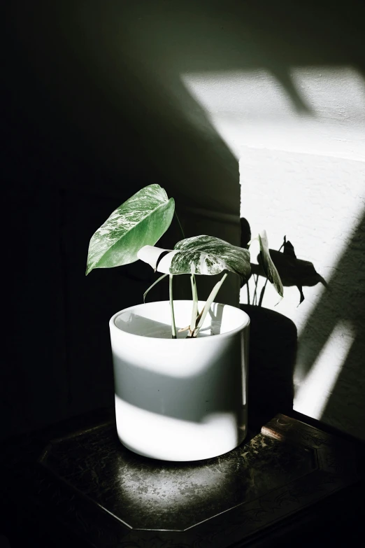 a plant is growing in a pot next to a window