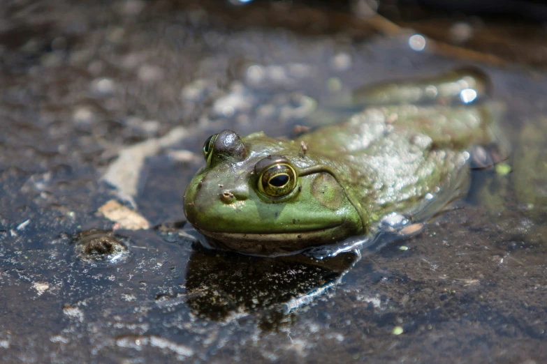 a closeup of a frog sitting on the surface