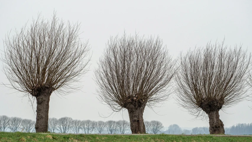 a few trees with bare nches in a park