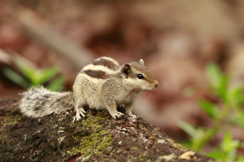 a small chipper sitting on the edge of a rock