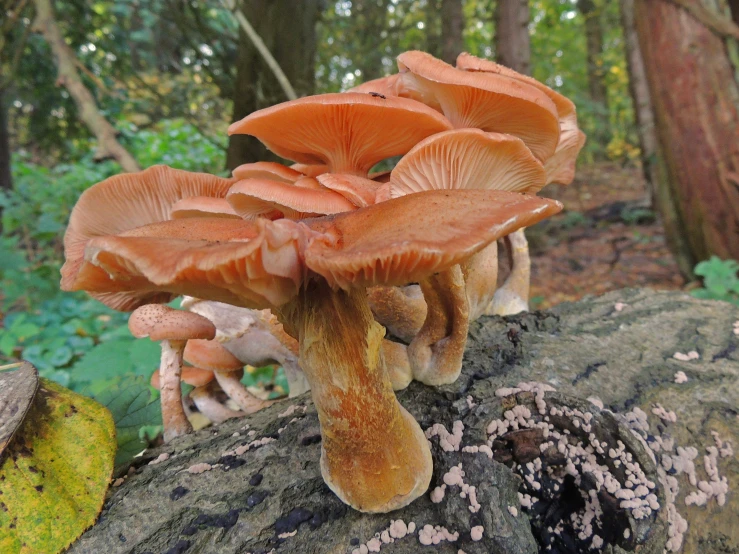 some mushrooms growing from the bark of a tree