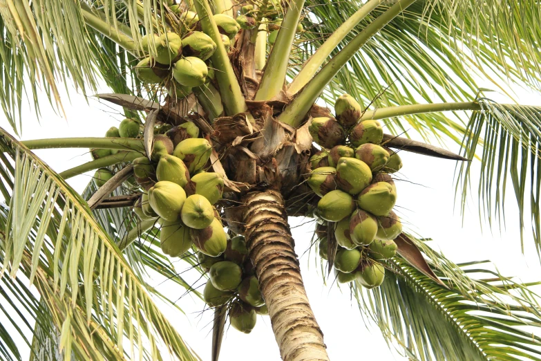 a palm tree filled with lots of fruits