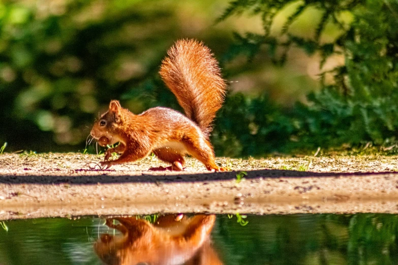 a squirrel standing on its hind legs by the water