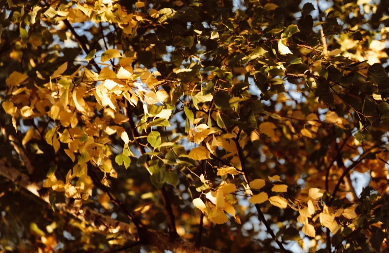 tree leaves are yellow as the sun peeks above