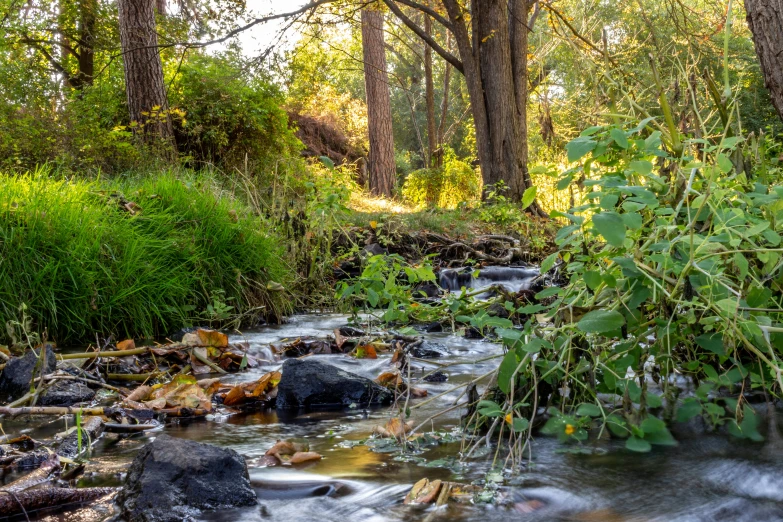 a stream of water running through a lush green forest