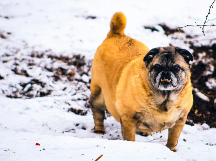 a pug looking at the camera with snow in background