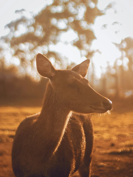 a brown deer standing in the grass at sunset