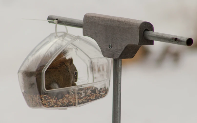 a squirrel looking out of its feeding box