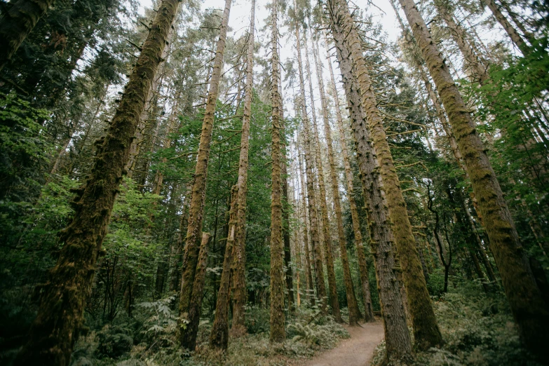 there are many trees in the forest