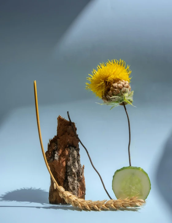 a yellow flower and the top of a green plant in a shadow