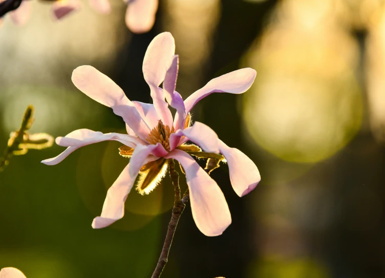 a small flower blossoming near another large pink flower