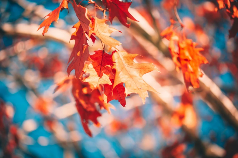 closeup of autumn leaves on a tree