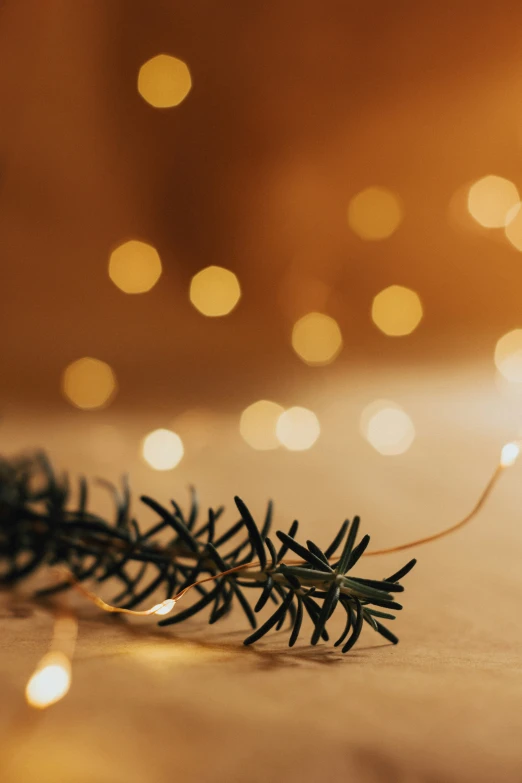 a close up of a pine nch on a table