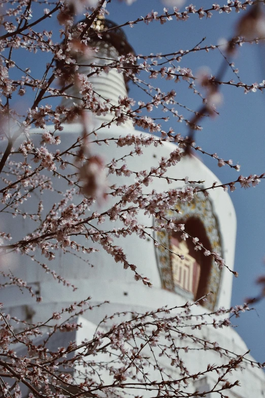 the white dome of a church surrounded by some cherry blossom trees