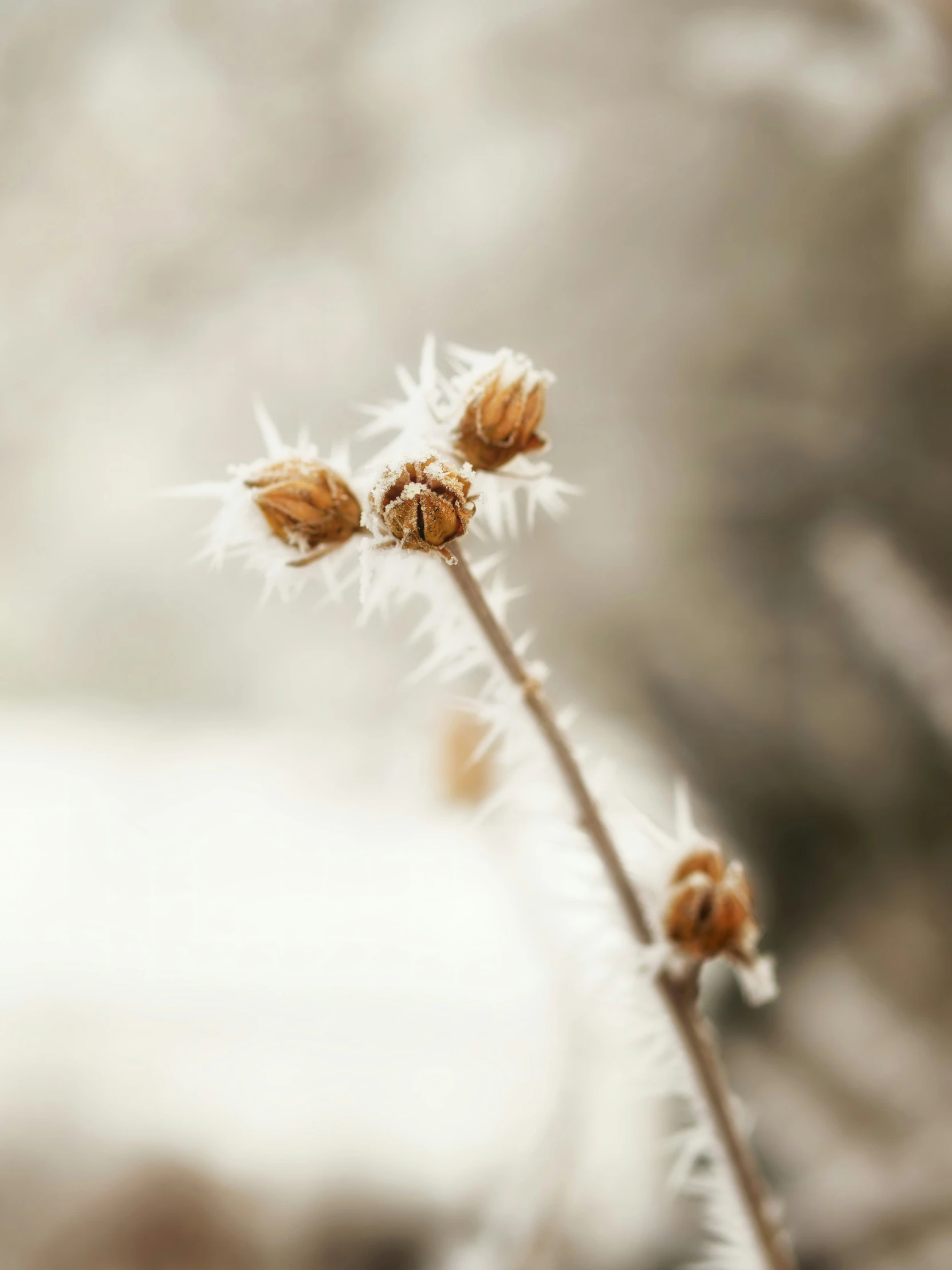 a close up image of some plants with white flowers