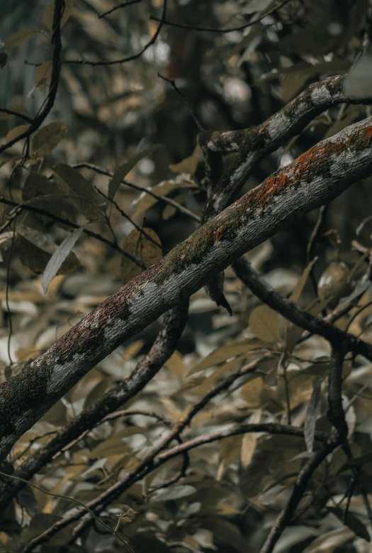 a bird sitting on top of a tree nch