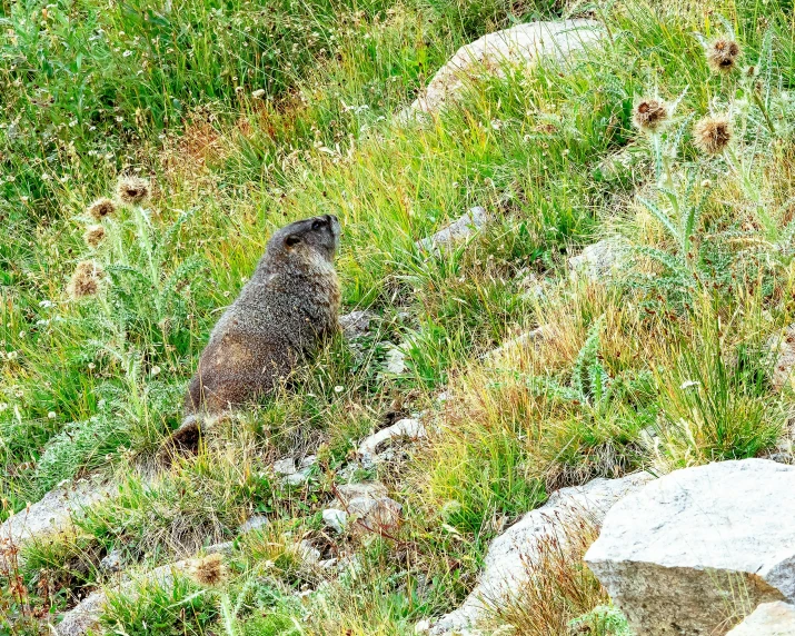 a grizzle bear in the grass near rocks