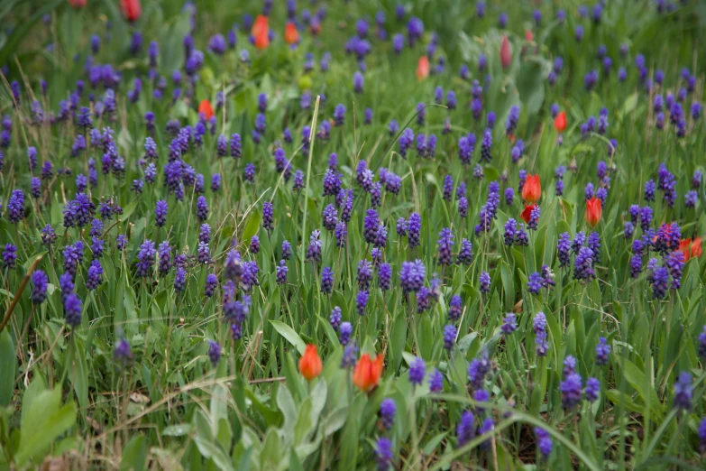 red and blue flowers are in a field