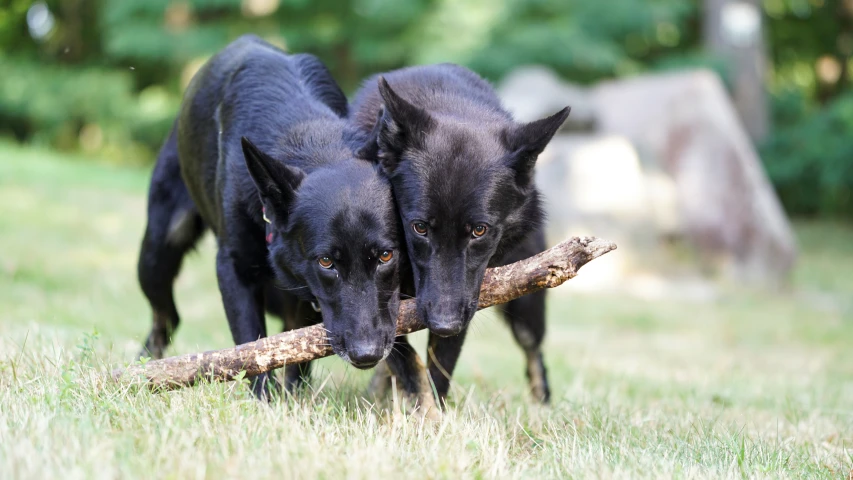 two black dogs play with a piece of wood