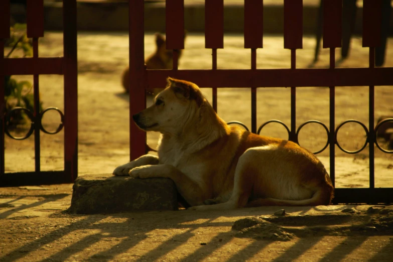 a big dog that is sitting down