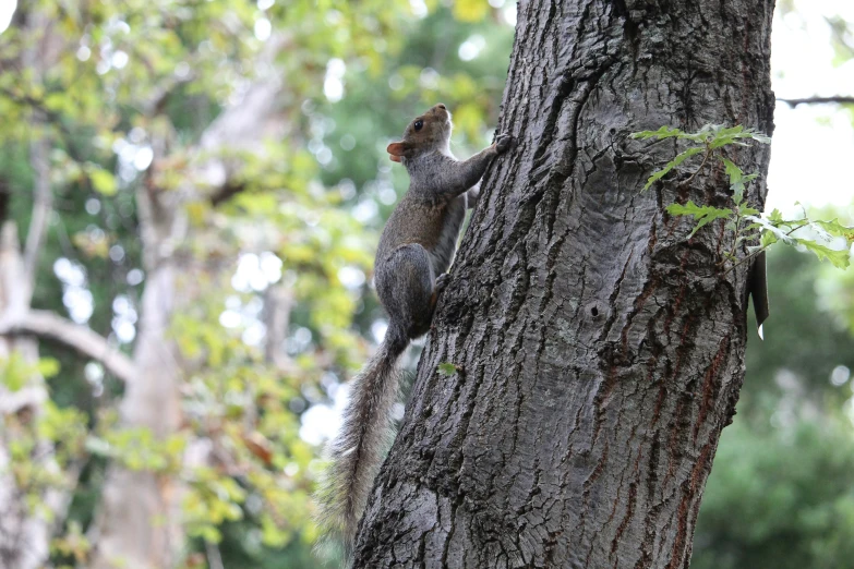 a grey squirrel sitting on a tree trunk