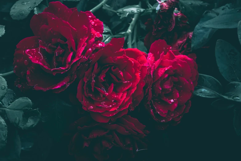 two red roses that are blooming on some green leaves