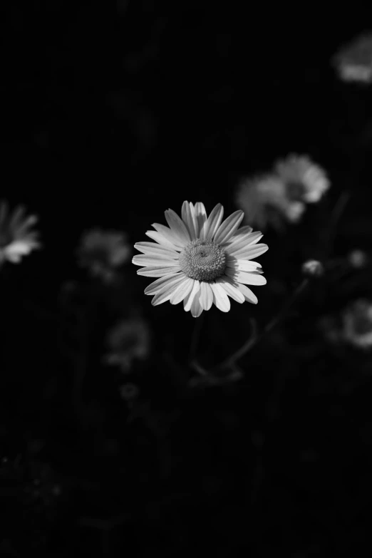 a large flower that is white in color