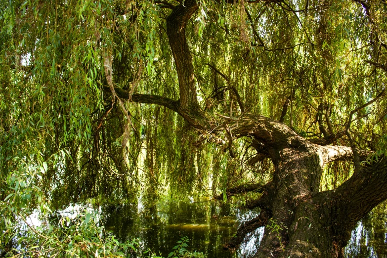 the tree is next to the small body of water