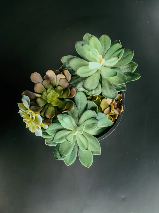 a plant is sitting on top of a black surface